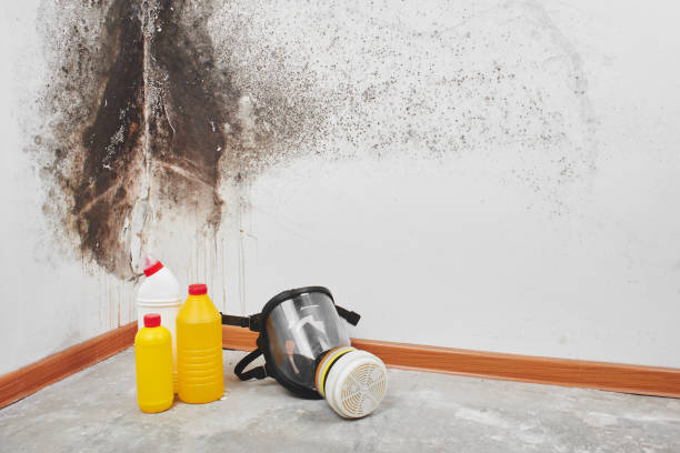 Best DIY Mold Remediation Support Services in Limon, CO