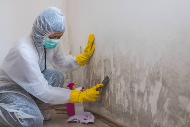 Best Crawl Space Mold Remediation in Limon, CO