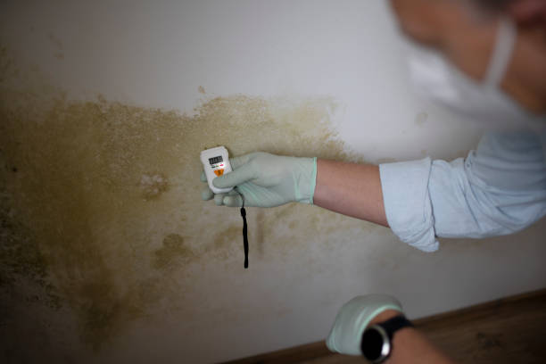 Trusted Limon, CO Mold Remediation Experts